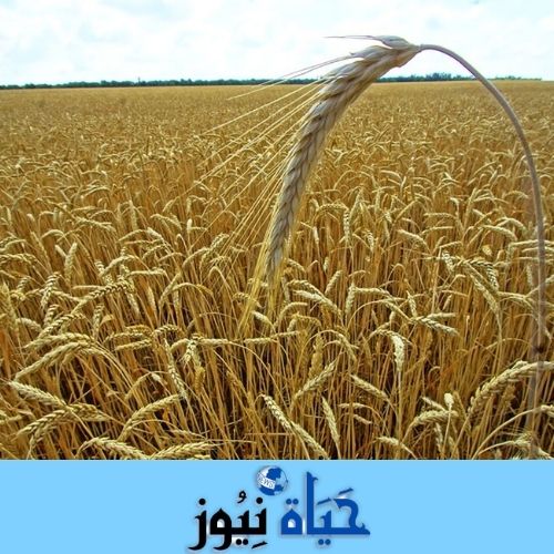 مصر تقوم بشراء القمح بزيادة 44%؜ عن أسعار ما قبل حرب روسيا