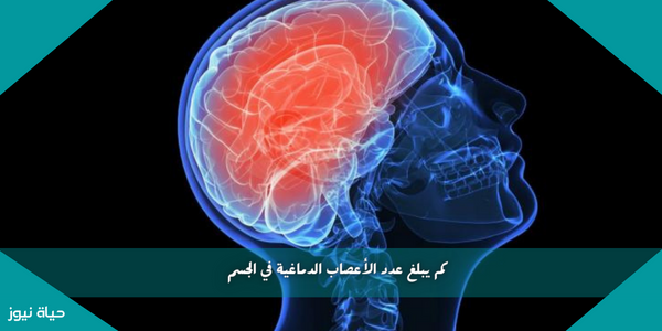 كم يبلغ عدد الأعصاب الدماغية في الجسم