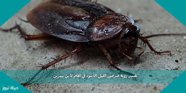 تفسير رؤية صرصور الليل الأسود في الحلم لابن سيرين