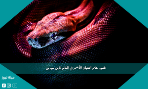 تفسير حلم الثعبان الأحمر في المنام لابن سيرين