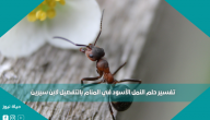 تفسير حلم النمل الأسود في المنام بالتفصيل لابن سيرين
