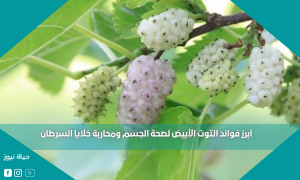 أبرز فوائد التوت الأبيض لصحة الجسم ومحاربة خلايا السرطان