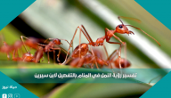تفسير رؤية النمل في المنام بالتفصيل لابن سيرين