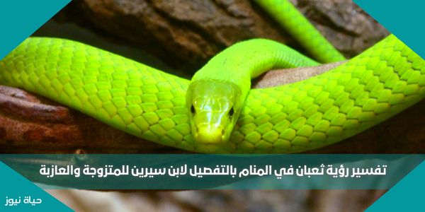 تفسير رؤية ثعبان في المنام بالتفصيل لابن سيرين للمتزوجة والعازبة