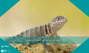 تفسير حلم سحلية في المنام لابن سيرين