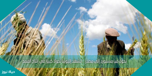 تحول من مستورد إلى مصدر .. تشهد إثيوبيا تحولًا كبيرًا في إنتاج القمح