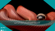 تفسير رؤية الثعبان الأحمر في المنام لابن سيرين